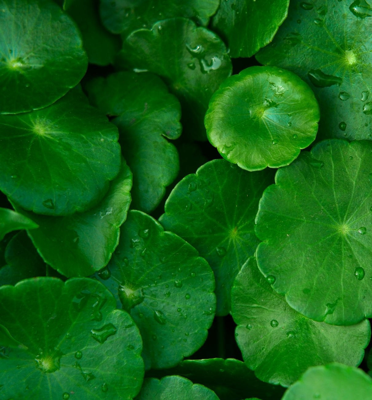 CICA (Centella Asiatica): The Miracle Ingredient for Soothing and Healing Skin