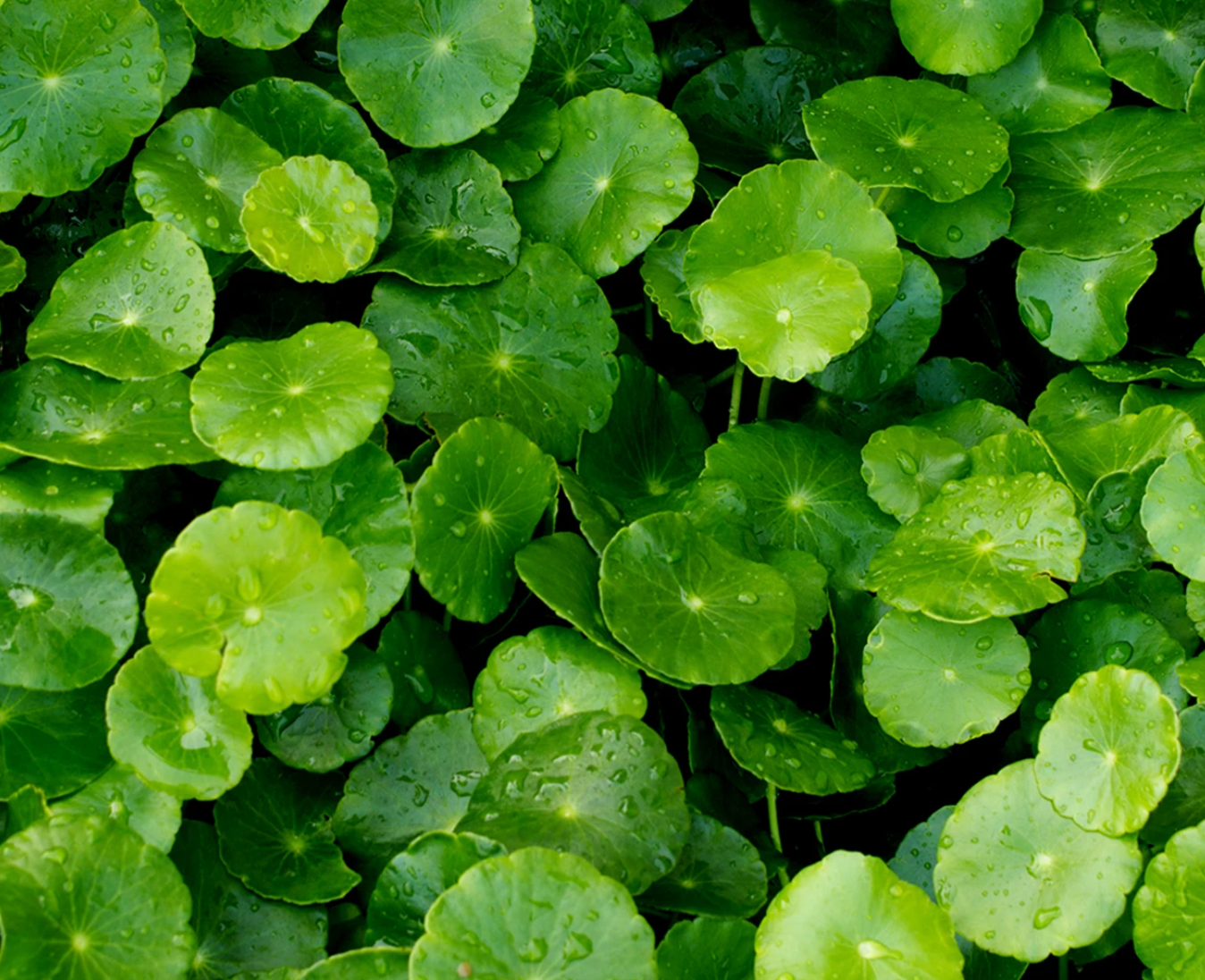 CENTELLA ASIATICA